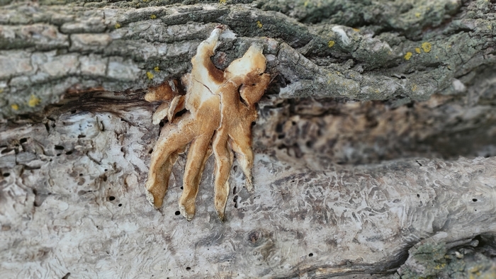 3922583_1668345290668 (700x394, 242Kb)