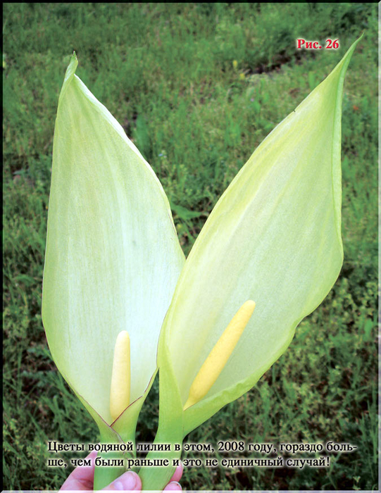 Puc.26 (541x700, 467Kb)