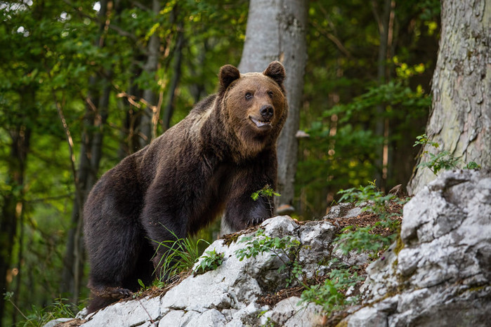 3 занимательных факта о бурых медведях
