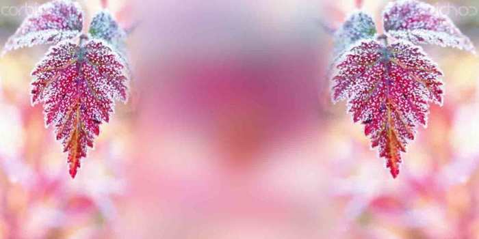 1 (700x350, 22Kb)