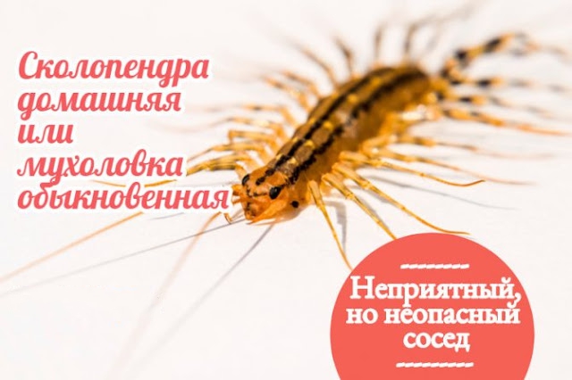2546267_Kak_izbavitsya_ot_skolopendri_v_vannoi_5 (640x426, 131Kb)