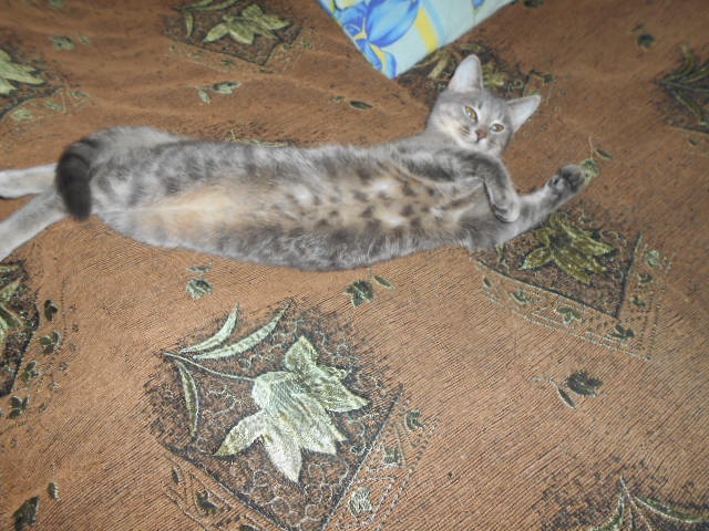DSCN0935 (640x480, 129Kb)