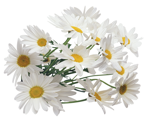 camomile_PNG663 (500x389, 264Kb)