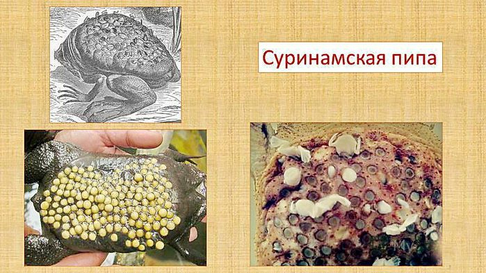 Пипа суринамская презентация