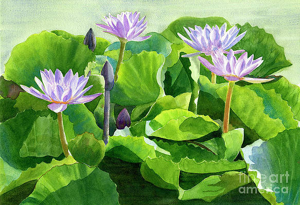 lavender-water-lilies-with-background-sharon-freeman (583x400, 225Kb)