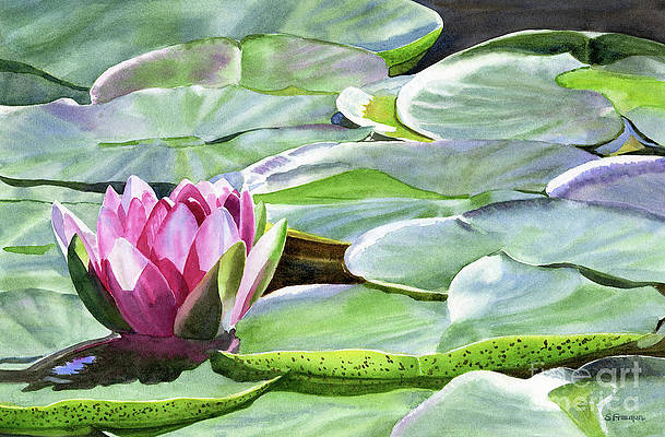 one-magenta-colored-water-lily-with-gray-green-pads-sharon-freeman (609x400, 206Kb)