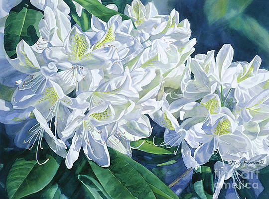 white-rhododendron-with-shadows-sharon-freeman (540x400, 209Kb)