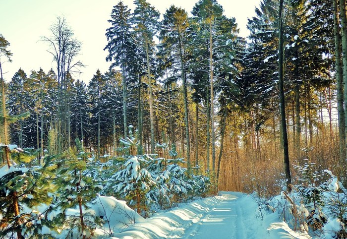 P1100839 (700x482, 176Kb)