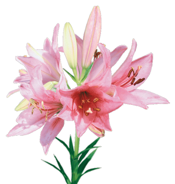 3 (600x628, 64Kb)