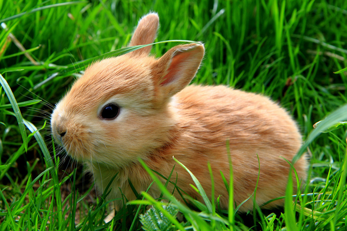 Rabbits_Grass_552897_1280x853 (700x466, 208Kb)