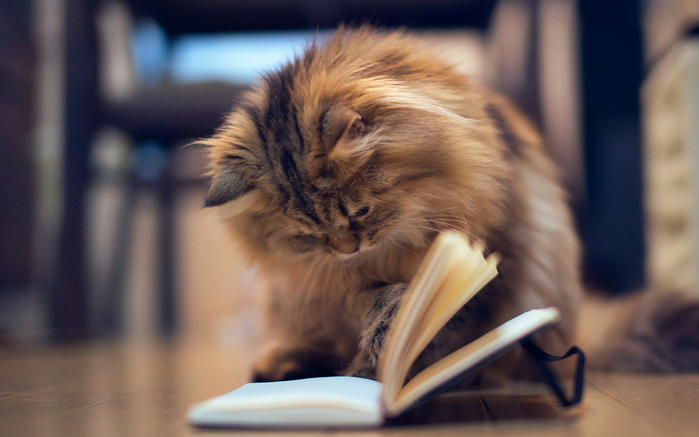 Animals___Cats_Cat_reading_a_book_088072_ (700x437, 297Kb)
