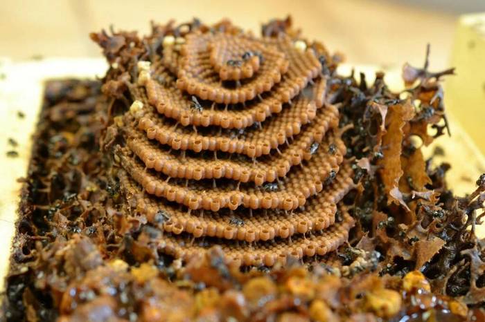 Идеи на тему «Улей конструкция» (8) | улей, пчеловодство, домик для пчел