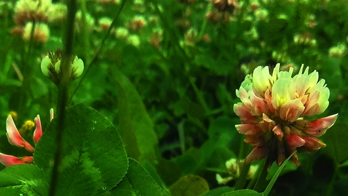 0010 (700x393, 204Kb)