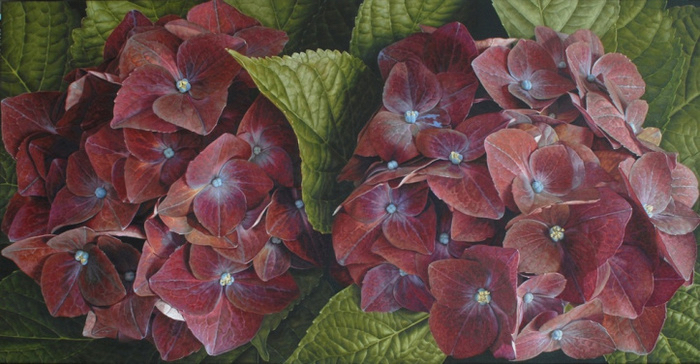 152078021_hydrangeahighres (700x364, 289Kb)