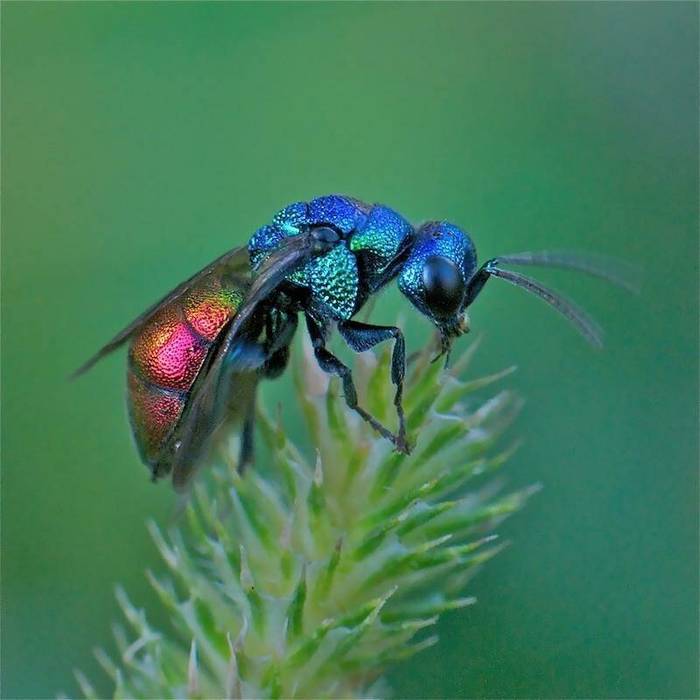 Поделки для сада: яркие космические осы