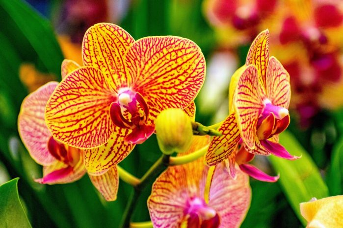 орхидеи используют хитрость, чтобы получить то, что им нужно