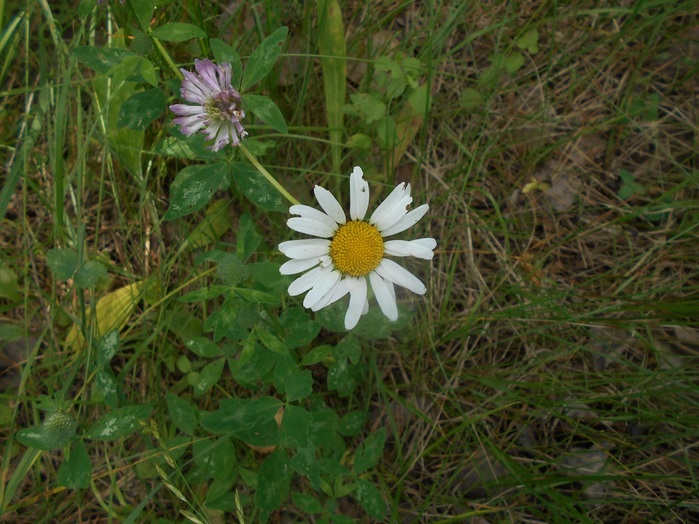 4533467_DSCN4550 (700x524, 143Kb)