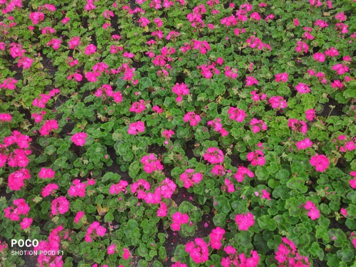 7179475_photo_20230807_171141_1_ (700x525, 394Kb)