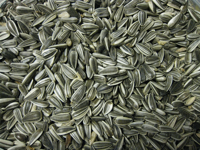 plant-seed-flower-food-produce-cuisine-sunflower-vegetarian-food-bird-food-flowering-plant-caraway-sunflower-seed-grass-family-apiales-nuts-seeds-parsley-family- (700x525, 572Kb)