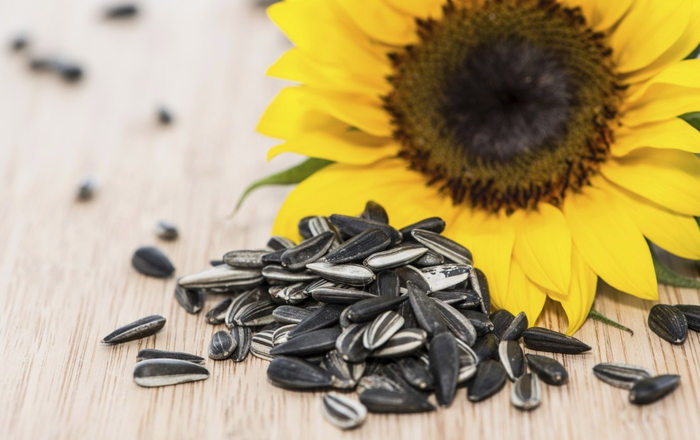 sunflower-seed-Benefit (700x440, 265Kb)