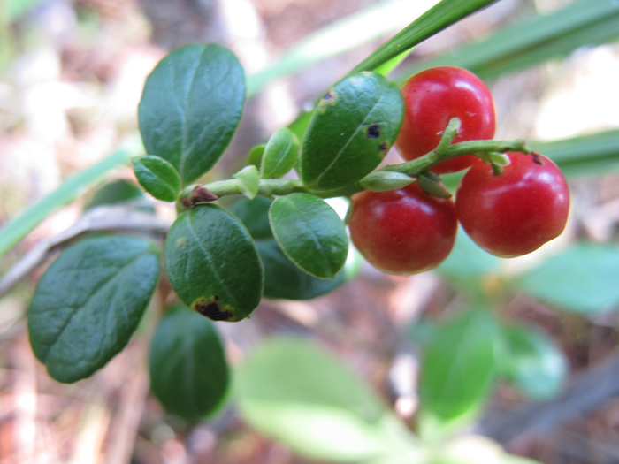 Vaccinium05 (700x525, 337Kb)