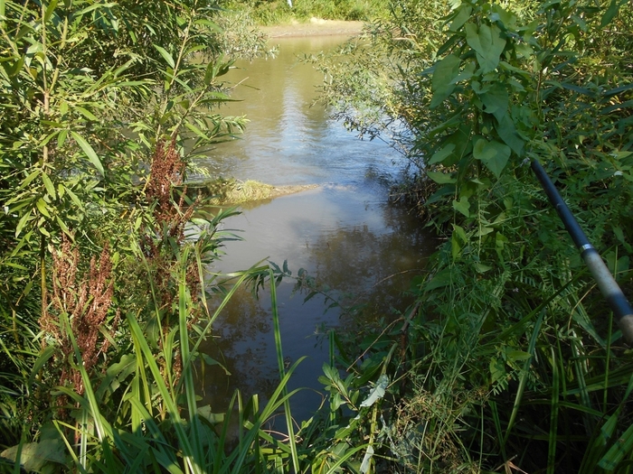 4533467_DSCN4582 (700x525, 375Kb)