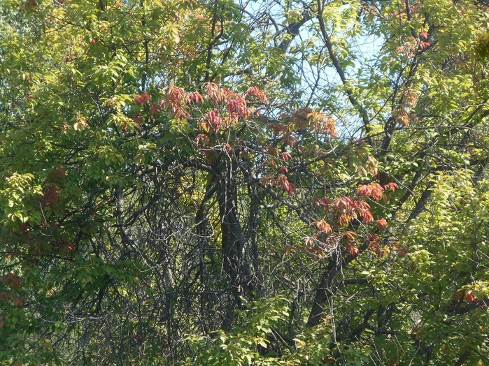 4533467_DSCN4578 (700x524, 260Kb)