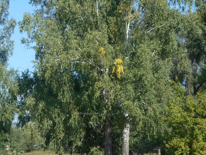 4533467_DSCN4579 (700x524, 233Kb)