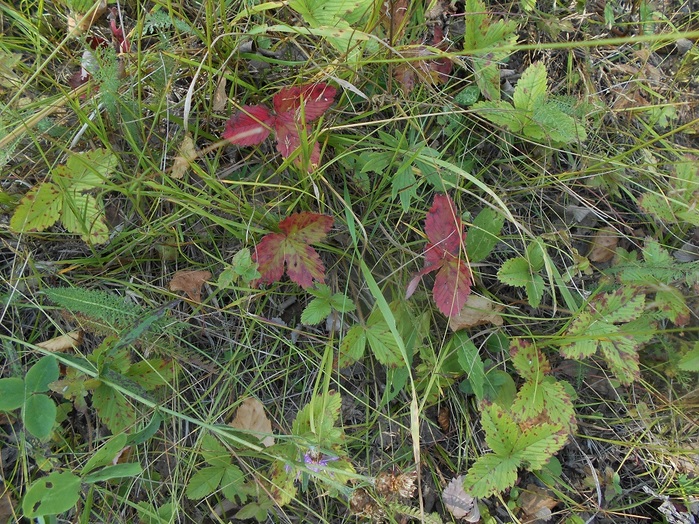 4533467_DSCN4588 (700x524, 243Kb)