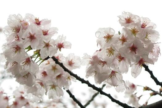 branch-blossom-plant-flower-qhvo (525x350, 115Kb)