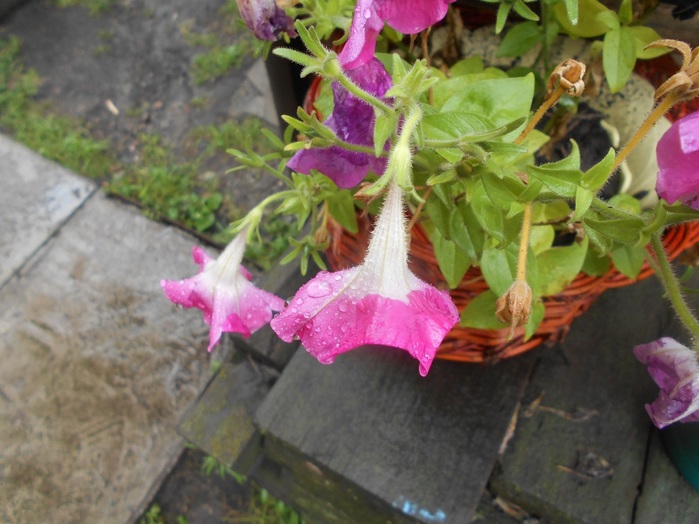 4533467_DSCN4600 (700x524, 114Kb)