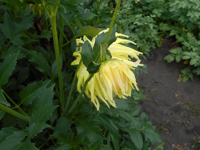 4533467_DSCN4603 (700x524, 116Kb)