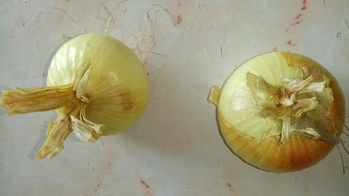 onion5 (700x393, 207Kb)