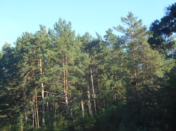 4533467_DSCN4634 (700x524, 172Kb)