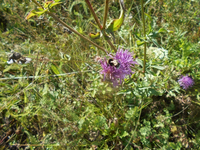 4533467_DSCN4666 (700x524, 201Kb)