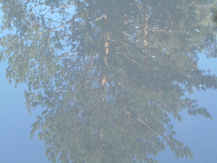 4533467_DSCN4652 (700x524, 110Kb)