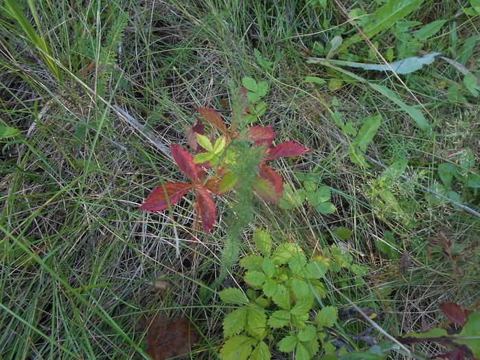 4533467_DSCN4656 (700x524, 240Kb)