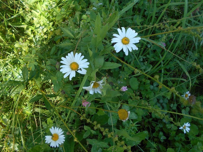 4533467_DSCN4658 (700x524, 188Kb)