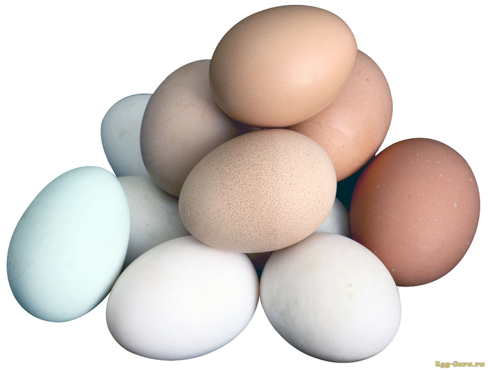 Egg-PNG-image (700x532, 218Kb)