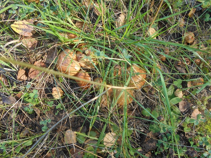4533467_DSCN4747 (700x524, 261Kb)
