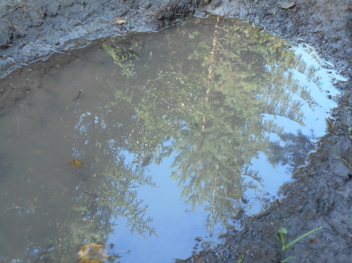 4533467_DSCN4743 (700x524, 141Kb)