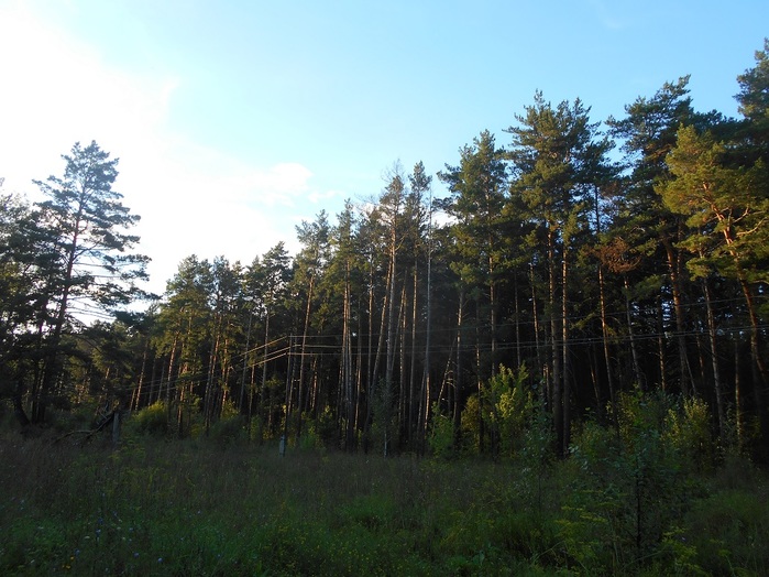 4533467_DSCN4711 (700x524, 143Kb)