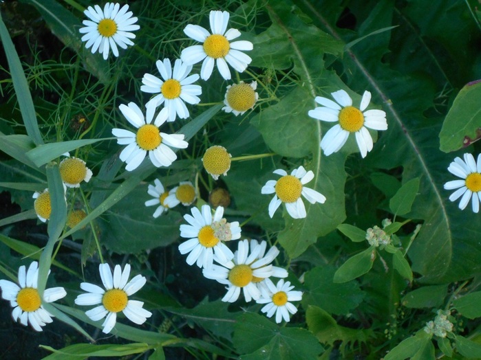 4533467_DSCN4718 (700x524, 137Kb)