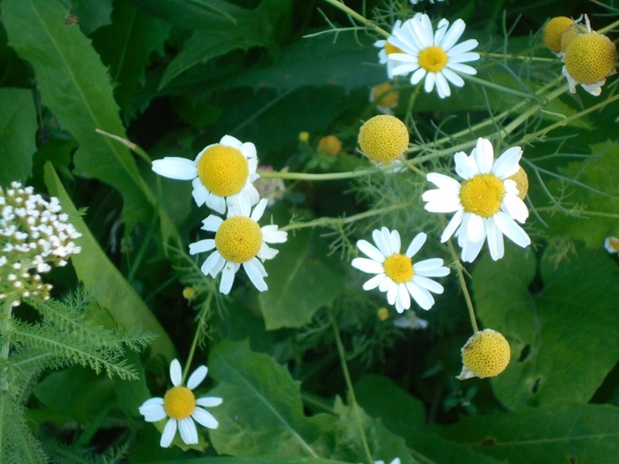 4533467_DSCN4720 (700x524, 119Kb)
