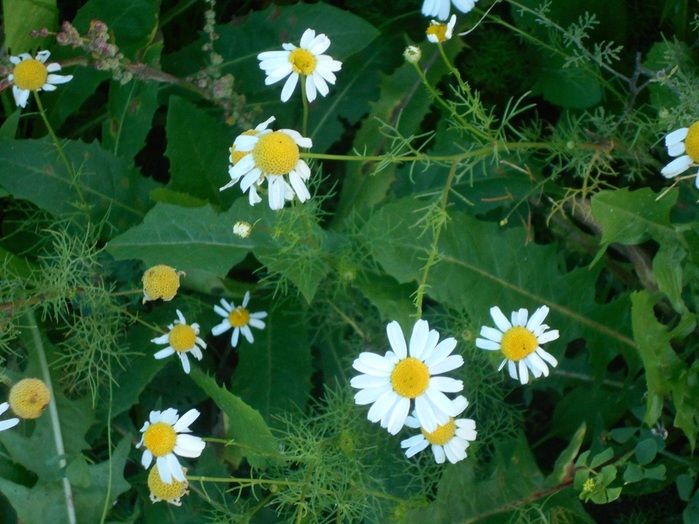 4533467_DSCN4722 (700x524, 135Kb)
