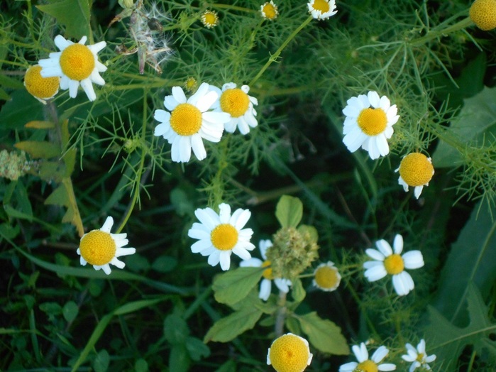 4533467_DSCN4726 (700x524, 130Kb)