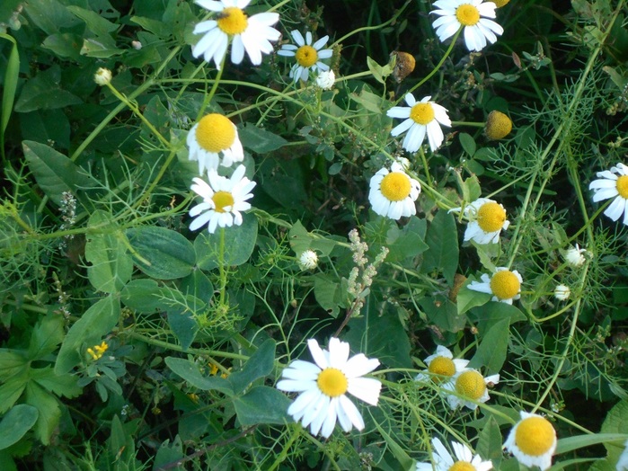 4533467_DSCN4728 (700x524, 177Kb)