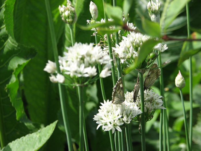 IMG_3451 (700x525, 448Kb)