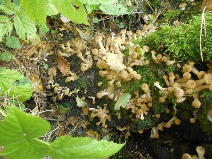 4533467_DSCN4783 (700x524, 195Kb)