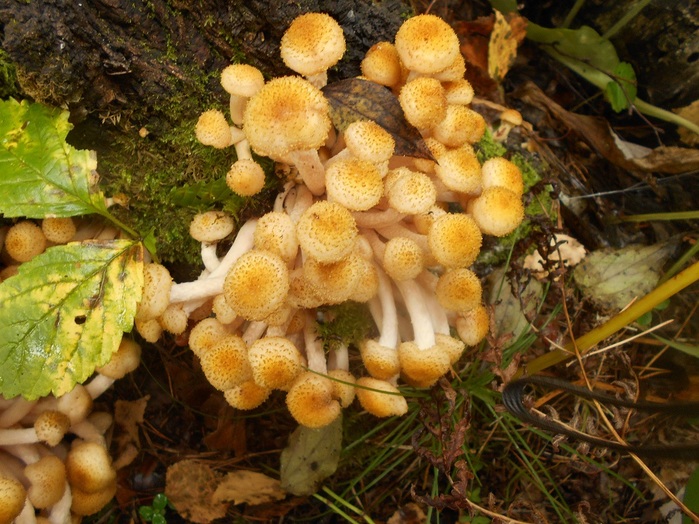 4533467_DSCN4794 (700x524, 165Kb)